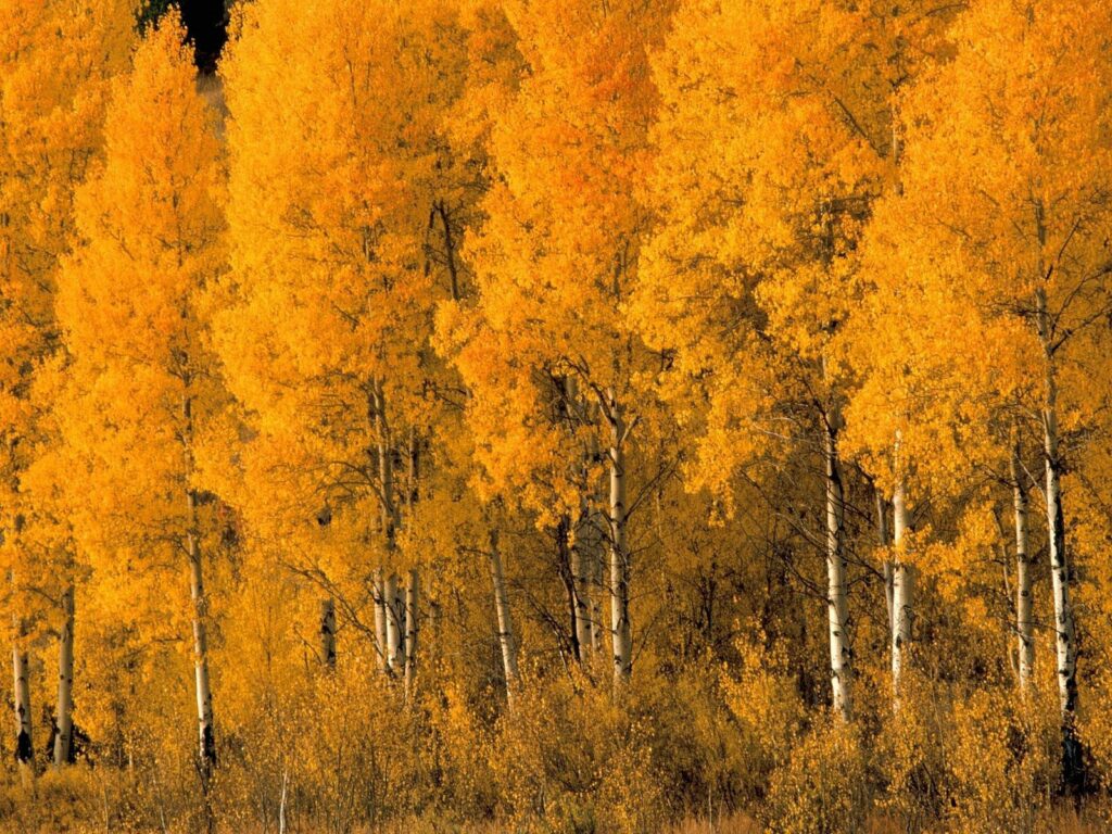Vibrant autumn wallpaper with golden birch trees and warm sunlight in serene forest landscape