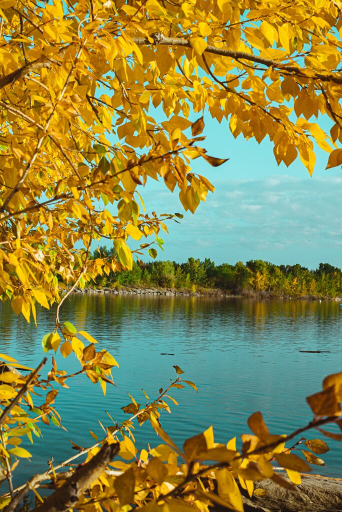 Golden autumn branches frame serene lake with clear blue sky and vibrant fall colors reflection Wallpaper