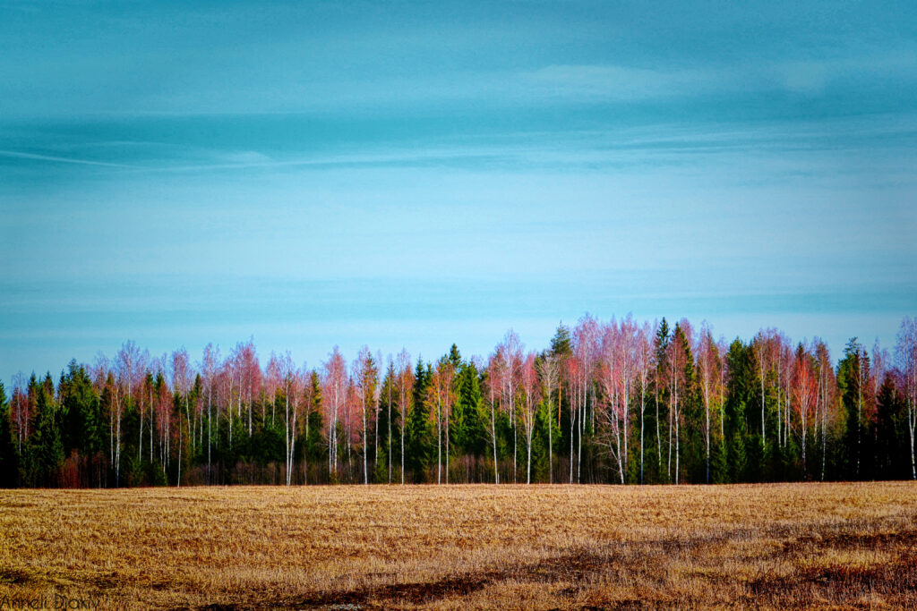 Golden field with autumn trees under clear blue sky vibrant nature landscape wallpaper background