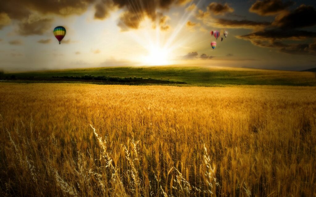 Golden autumn field at sunset with tall grasses and colorful hot air balloons in sky Wallpaper