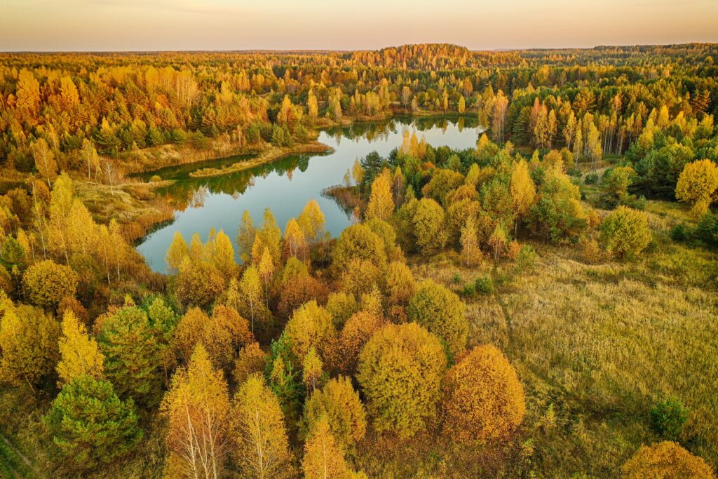Aerial view of vibrant autumn trees around a calm lake in a dense forest with golden foliage Wallpaper