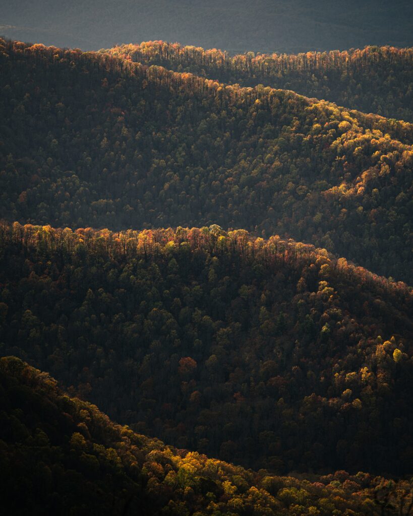Aerial view of rolling forested hills in golden sunlight with vibrant autumn foliage wallpaper background