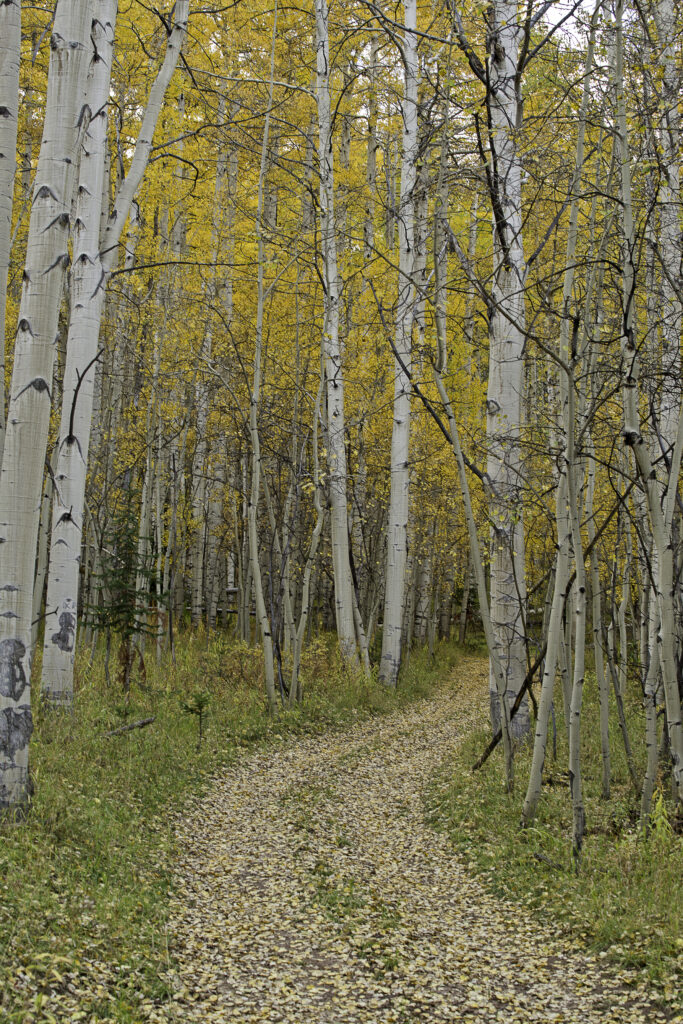 Winding leaf-covered path through white trees with golden autumn foliage in serene forest Wallpaper