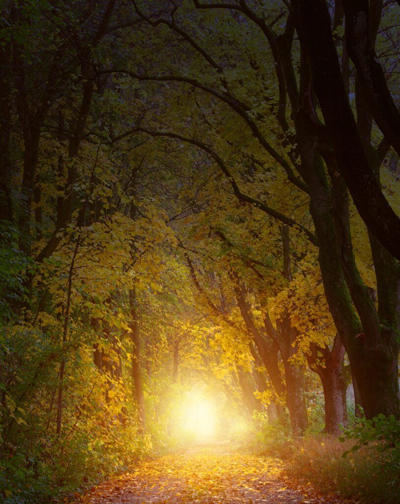 Autumn forest path with tall golden trees glowing in soft sunlight inviting nature lovers Wallpaper
