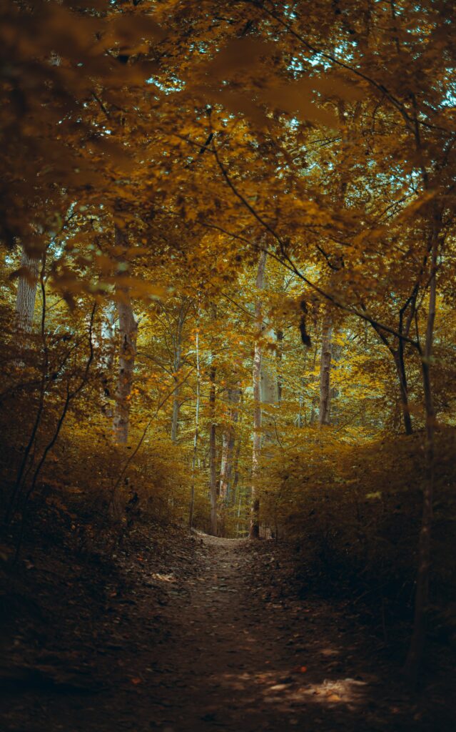 Serene autumn forest wallpaper with tall trees winding path golden leaves and soft natural light