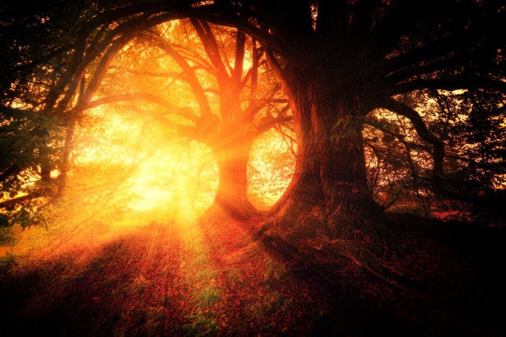 Golden sunlight through autumn forest with radiant orange leaves creating tranquil nature scene Wallpaper