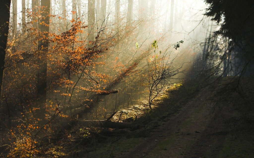 Golden sunlight through tall trees illuminates vibrant autumn leaves on a forest path at dawn Wallpaper