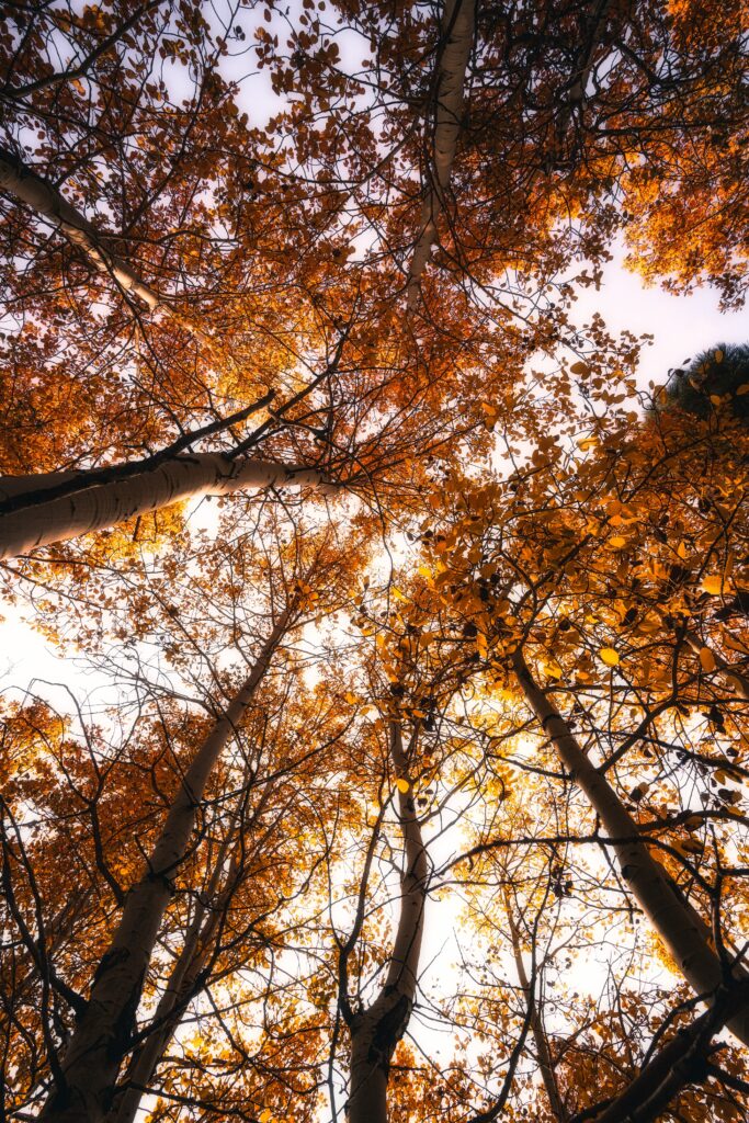 Forest floor view looking up at tall trees with glowing golden autumn leaves background wallpaper