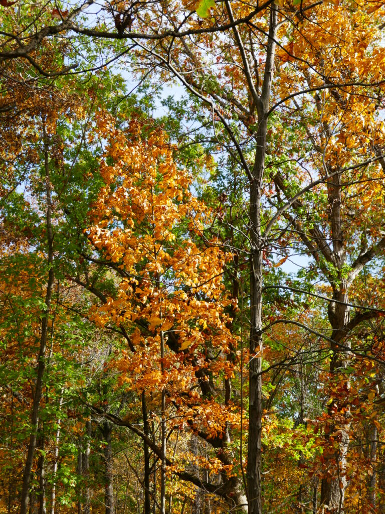 Vibrant autumn forest wallpaper with golden yellow and green leaves and sunlit peaceful trees