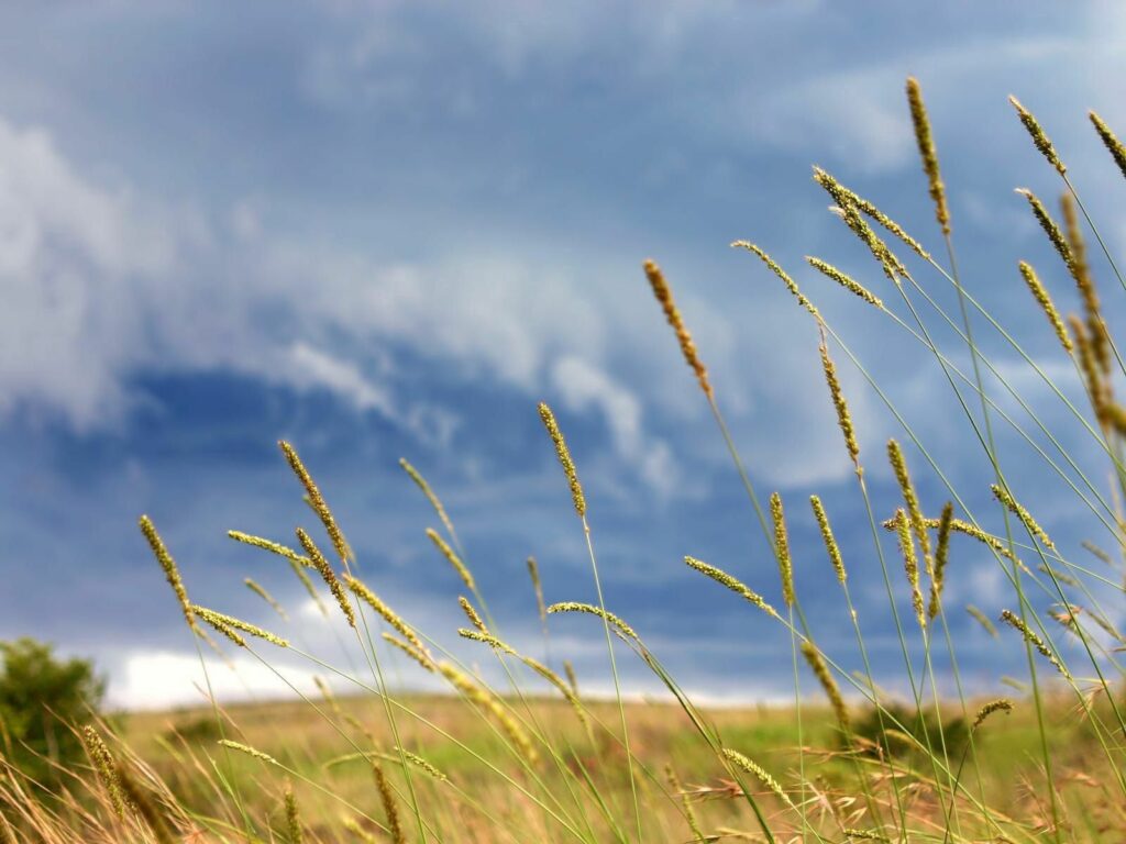 Golden grass swaying in autumn field under dramatic cloudy sky serene nature background Wallpaper