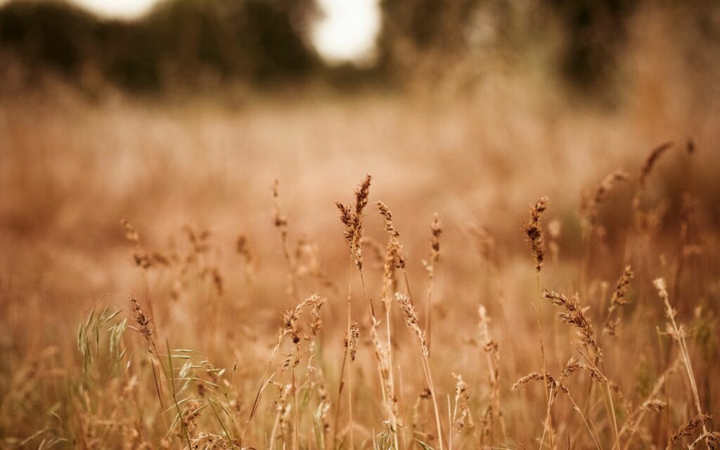 Golden dry grass ears in soft autumn light creating a tranquil fall meadow wallpaper background
