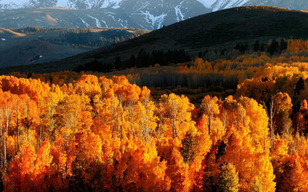 Autumn wallpaper with golden trees on rolling hills and fiery orange foliage under warm sunlight