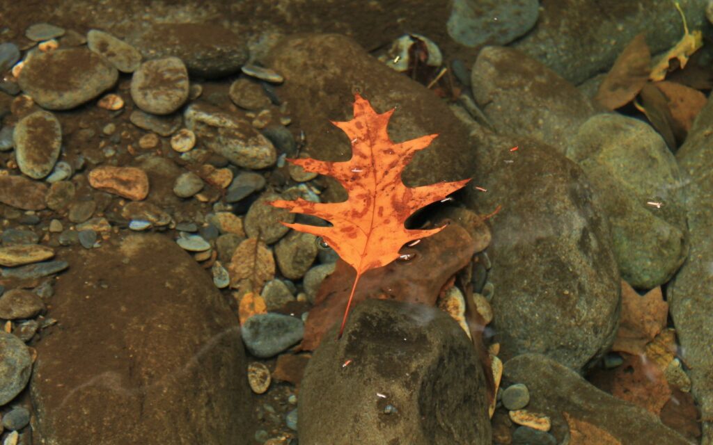 Vivid yellow autumn leaf floating on clear water over smooth stones serene fall nature background Wallpaper