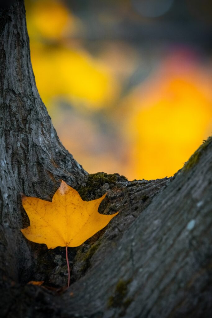 Vibrant yellow autumn leaf on rugged tree bark with warm golden fall colors in soft focus background Wallpaper
