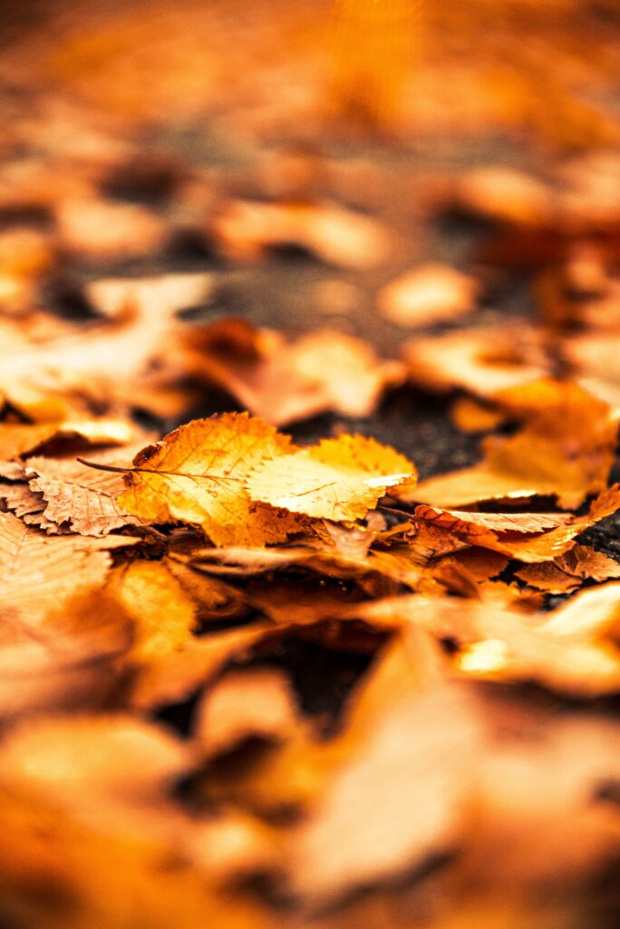 Close-up of golden autumn leaves on ground with soft blurred background fall wallpaper texture