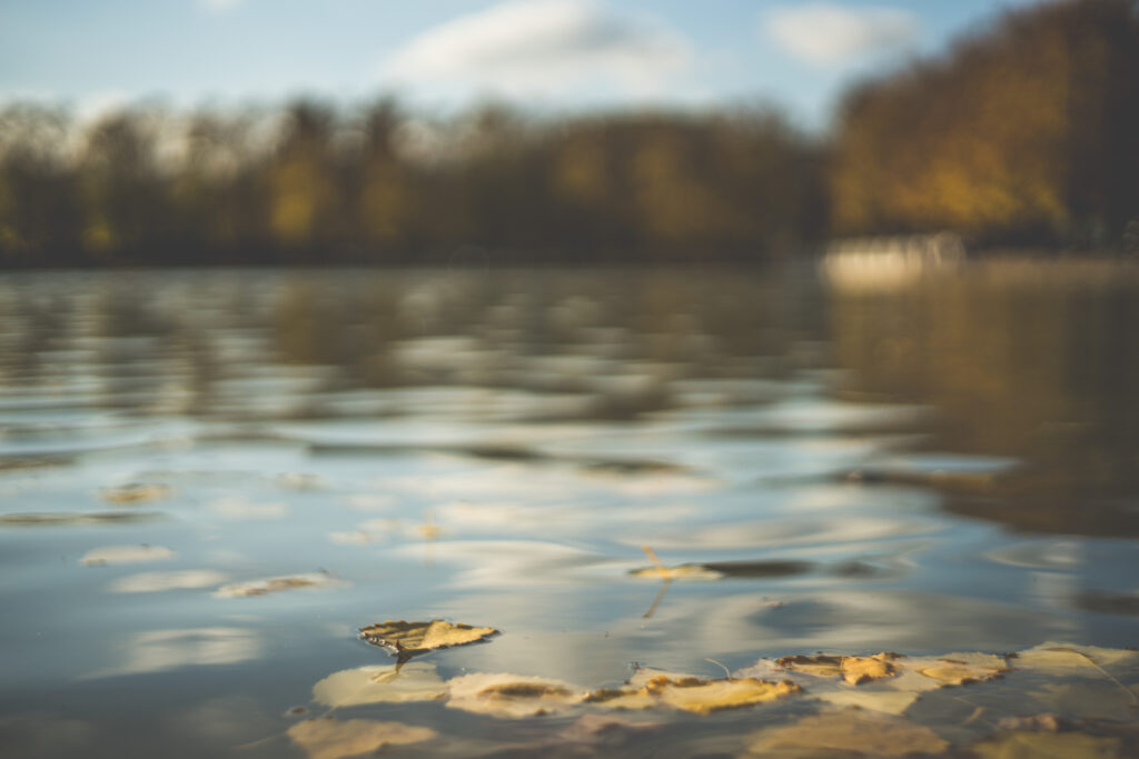 Golden autumn leaves floating on calm pond reflecting soft light and blurred trees Wallpaper