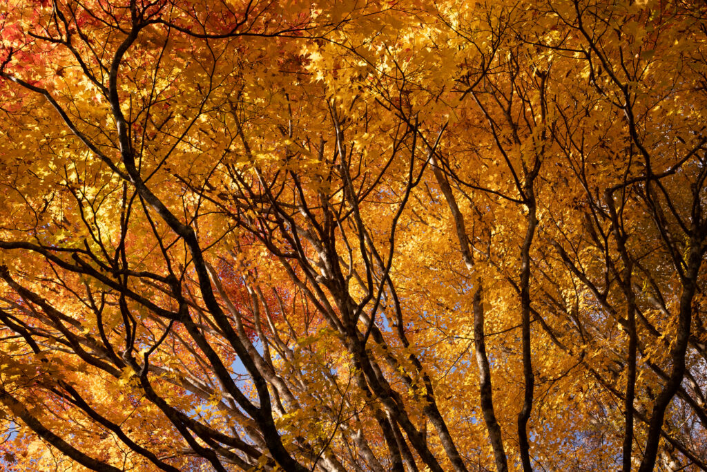 Golden autumn leaves with sunlight filtering through trees in a peaceful fall park scenery Wallpaper