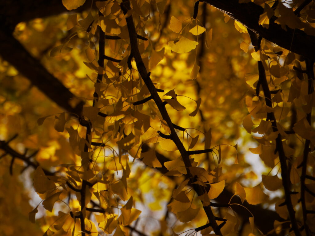 Golden autumn branches with vibrant yellow leaves and soft blurred background foliage Wallpaper