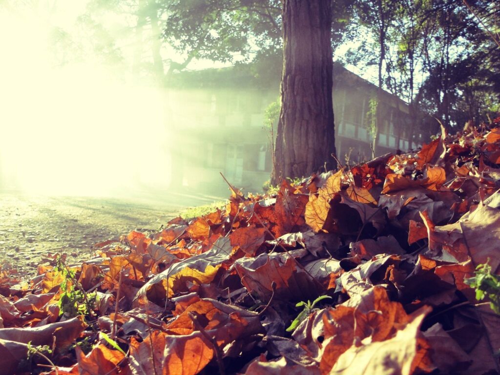 Golden autumn leaves cover ground under tall tree near rustic house in soft morning sunlight Wallpaper