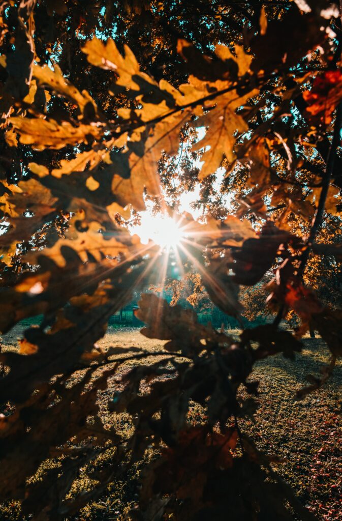 Golden autumn leaves and branches glowing in warm sunlight creating vibrant serene nature scene Wallpaper