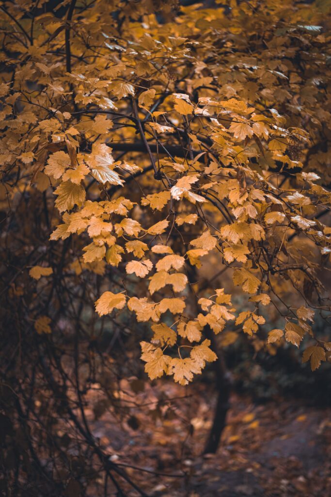 Graceful tree branch with vibrant yellow autumn leaves in soft focus fall wallpaper background