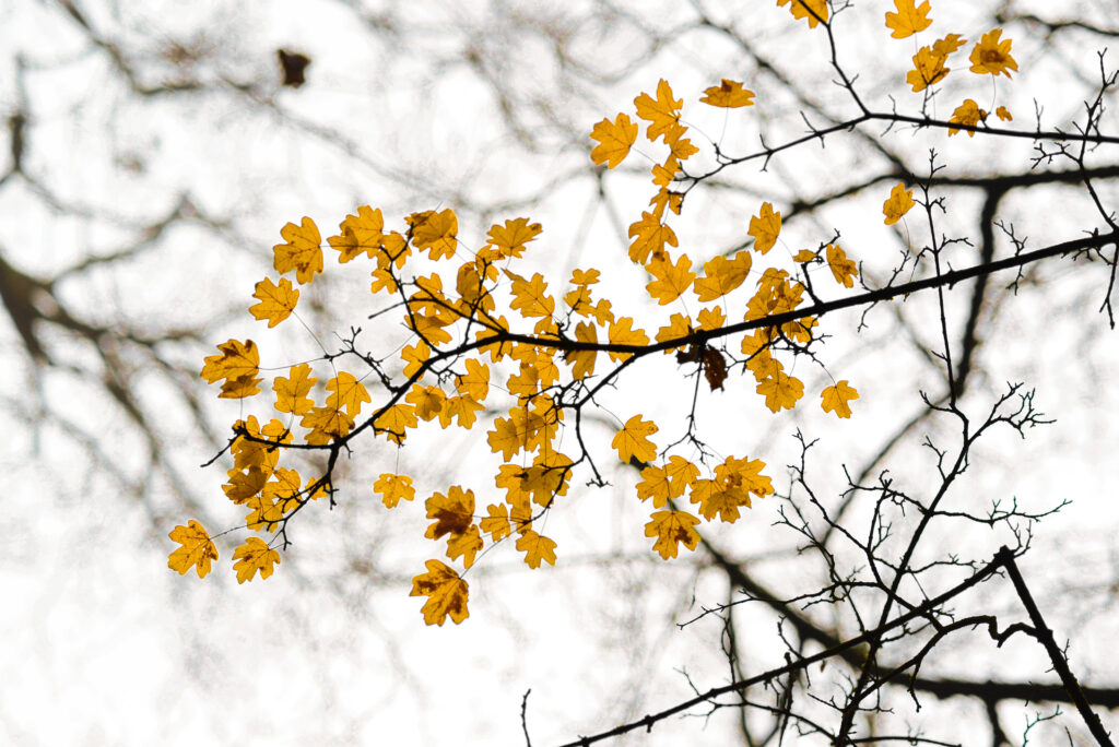 Golden autumn leaves on slender branch with cloudy sky and bare branches background fall wallpaper