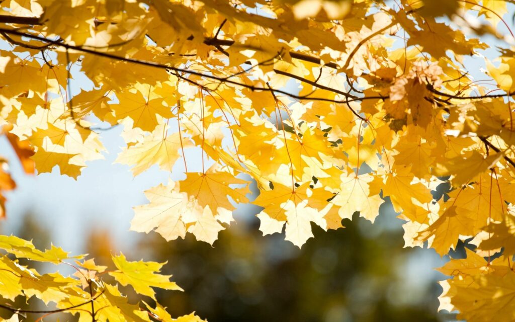 Golden autumn leaves on slender branches with clear sky warm fall foliage wallpaper background