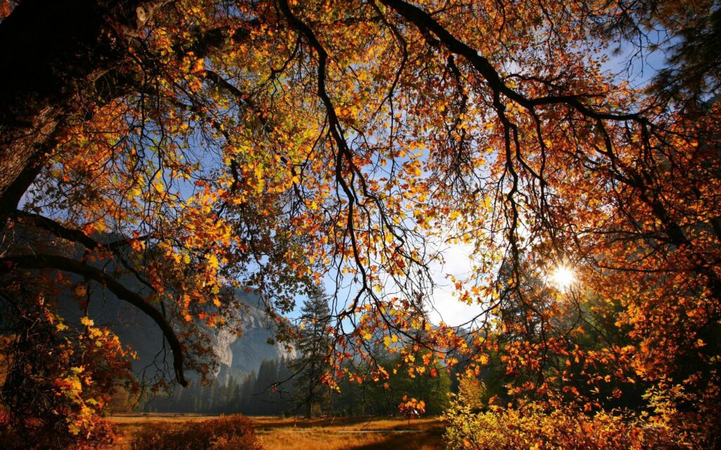Golden autumn leaves glow on sunlit branches in a peaceful fall landscape background wallpaper
