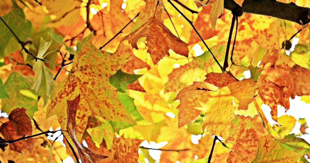 Close-up of vibrant golden orange maple leaves on dark branches glowing in soft autumn sunlight Wallpaper