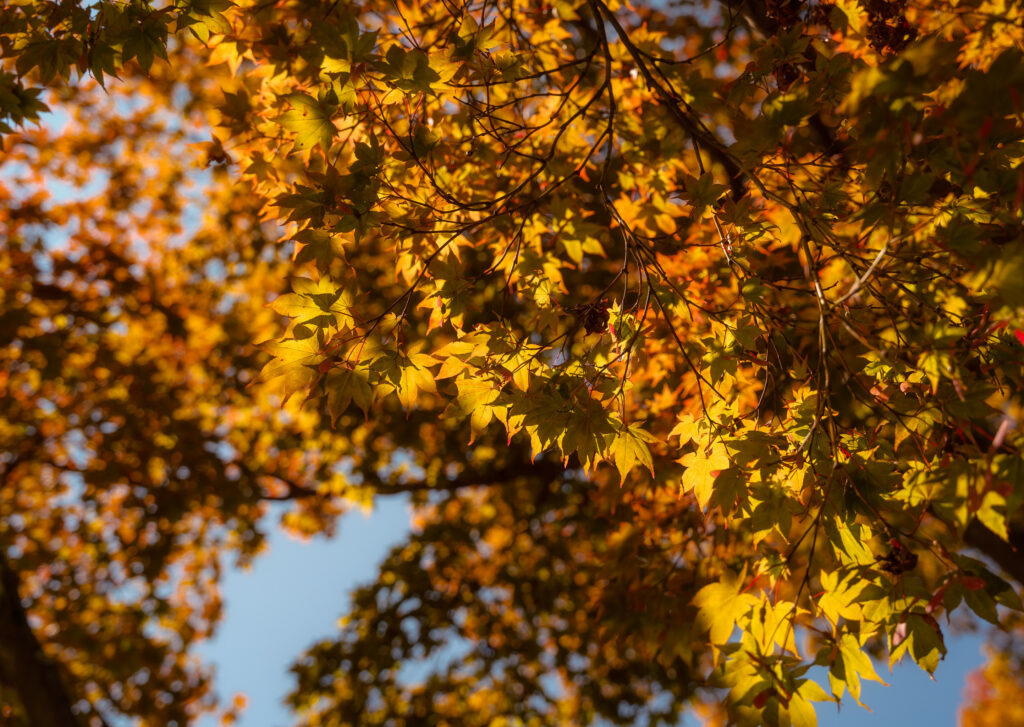 Maple branches with vibrant gold and orange autumn leaves bathed in warm sunlight wallpaper