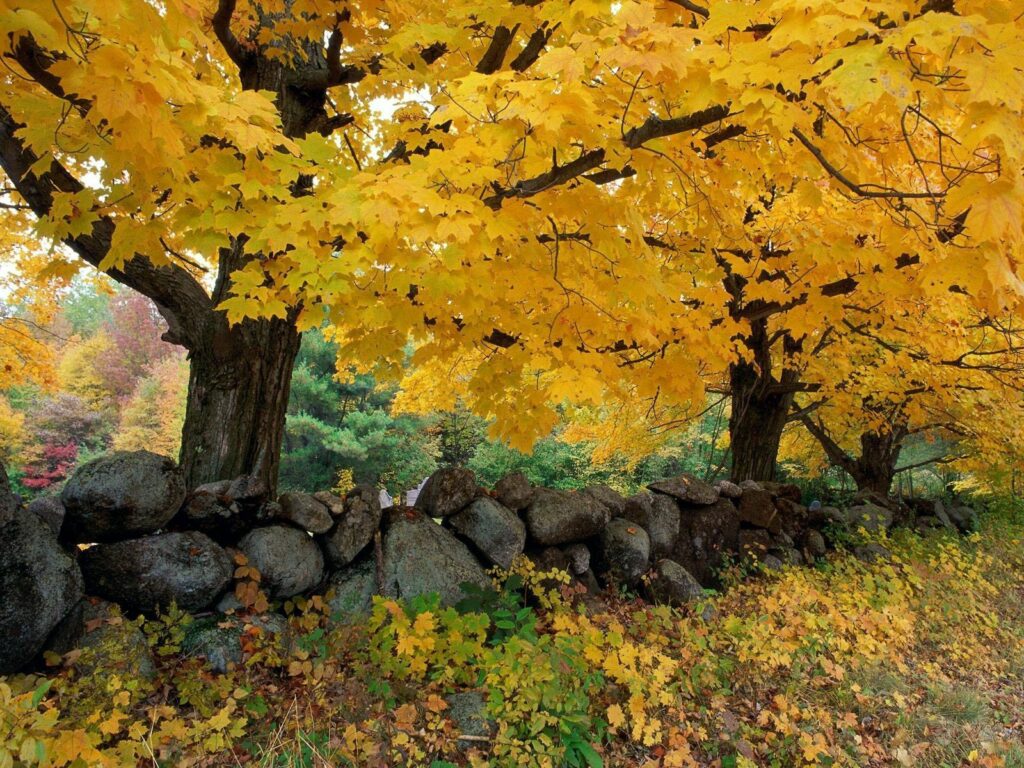Vibrant autumn wallpaper with golden maple trees stone wall and colorful forest floor foliage