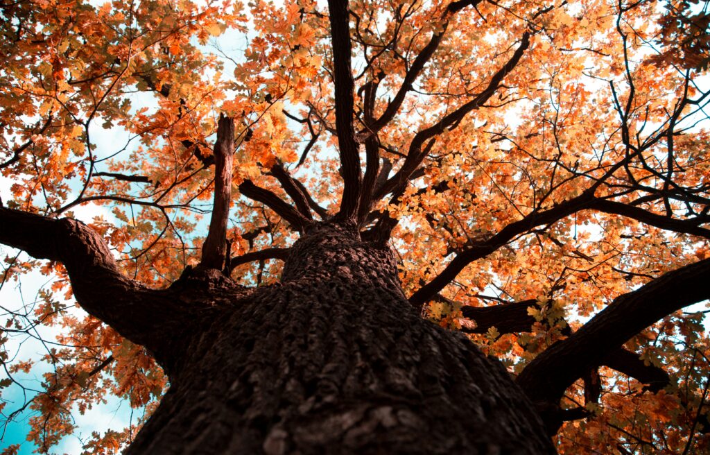 Autumn oak tree trunk and golden leaves against blue sky vibrant nature wallpaper background
