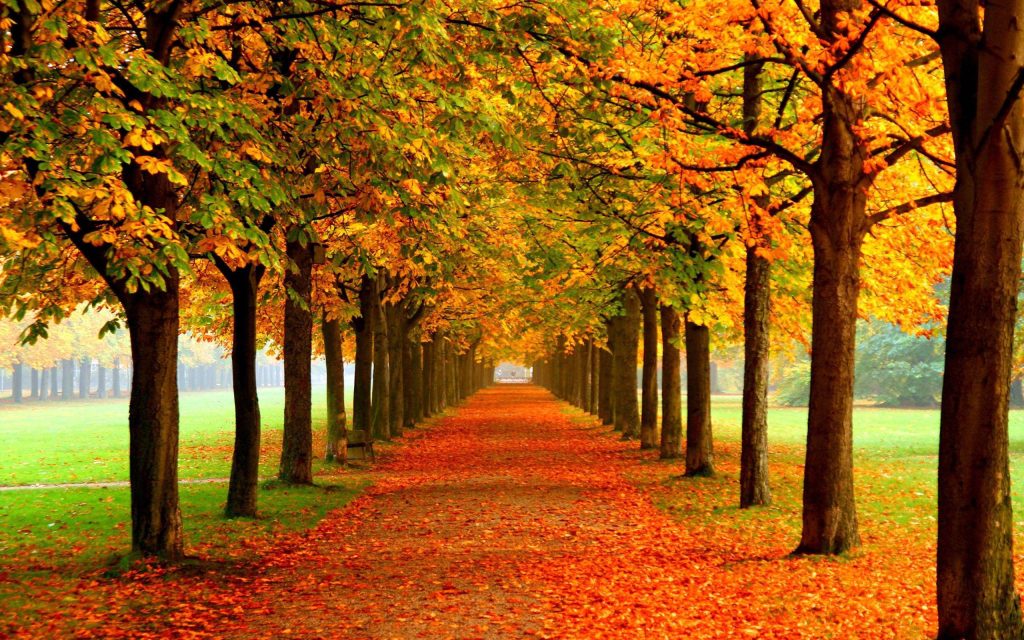 Scenic 4K fall wallpaper showing a park path with vibrant golden orange trees and fallen leaves
