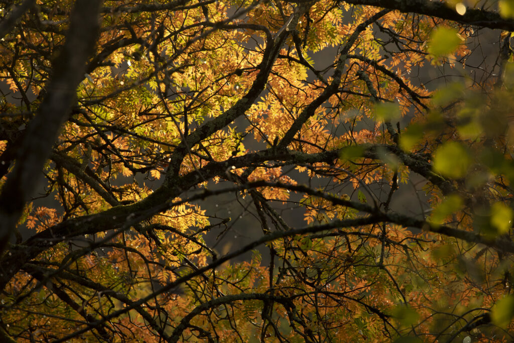 Sunlight through autumn leaves and branches creating warm golden glow nature wallpaper background