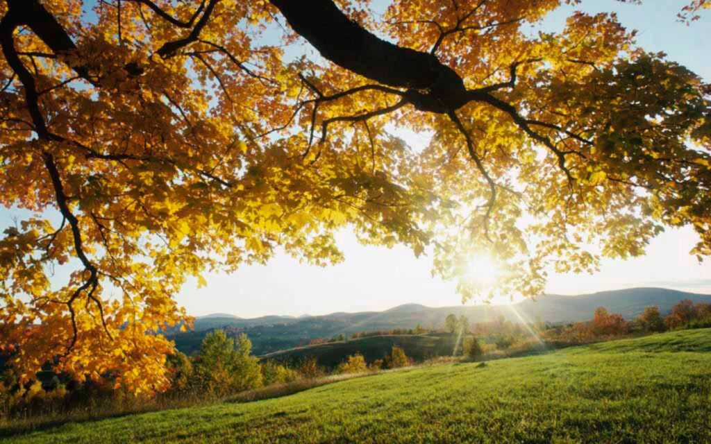 Golden sunlight through yellow autumn leaves over green meadow with rolling hills in background Wallpaper