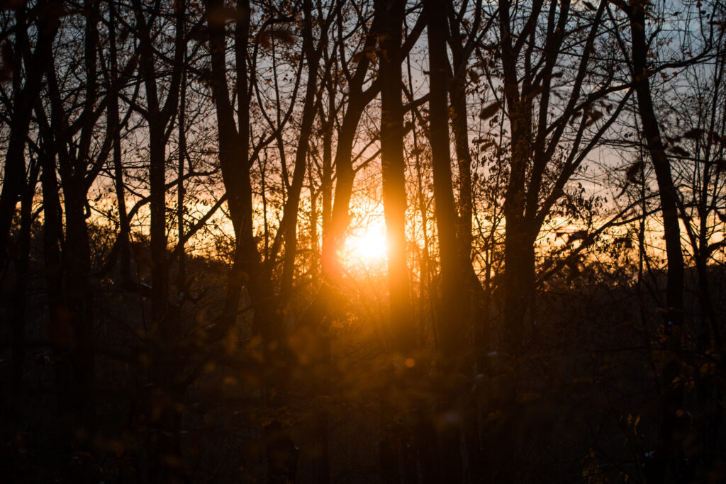Sunset sunlight filters through tall leafless trees with golden autumn hues in forest wallpaper