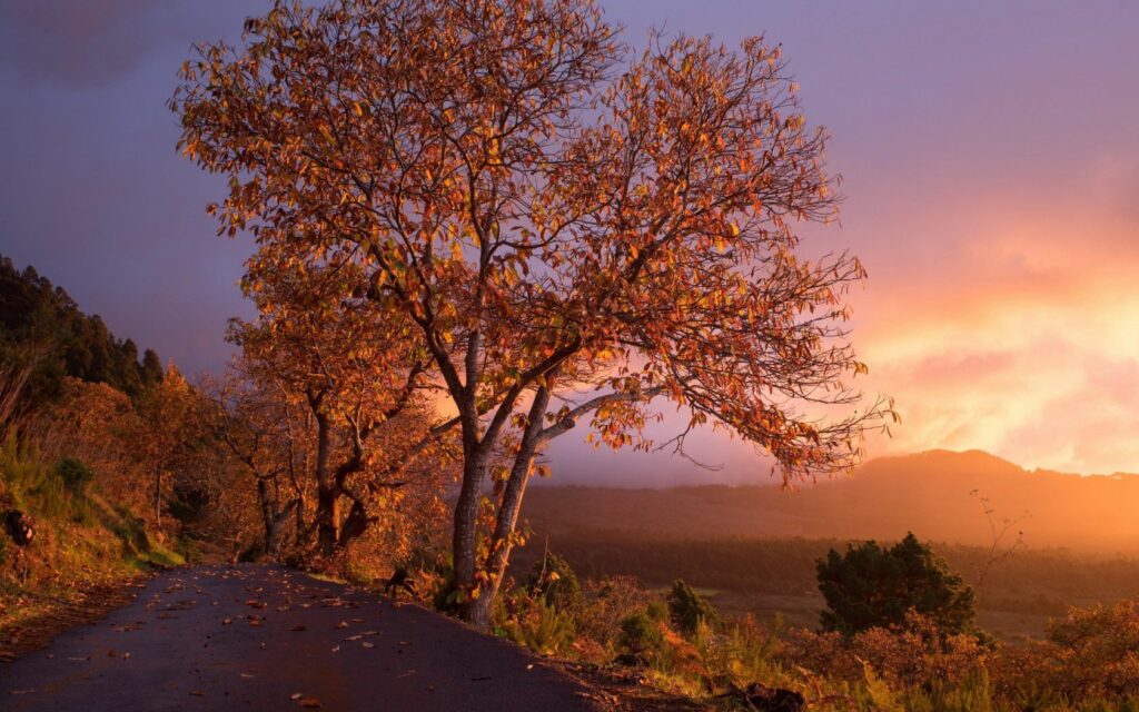 Sunset over autumn trees with golden light illuminating vibrant orange and brown foliage path Wallpaper