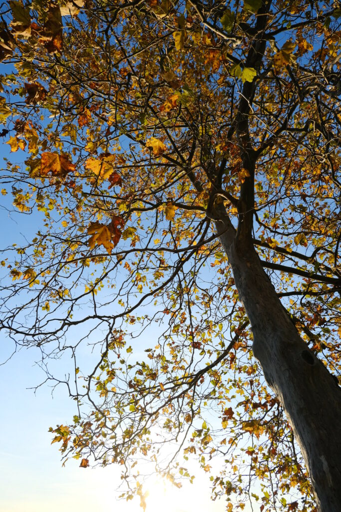 Tall tree with golden autumn leaves against vibrant blue sky autumn wallpaper background
