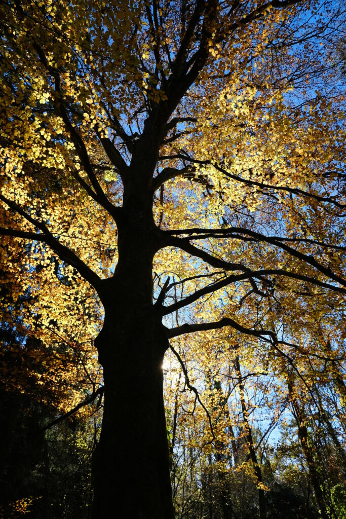 Silhouette of tall tree with golden leaves against bright blue sky autumn nature wallpaper background