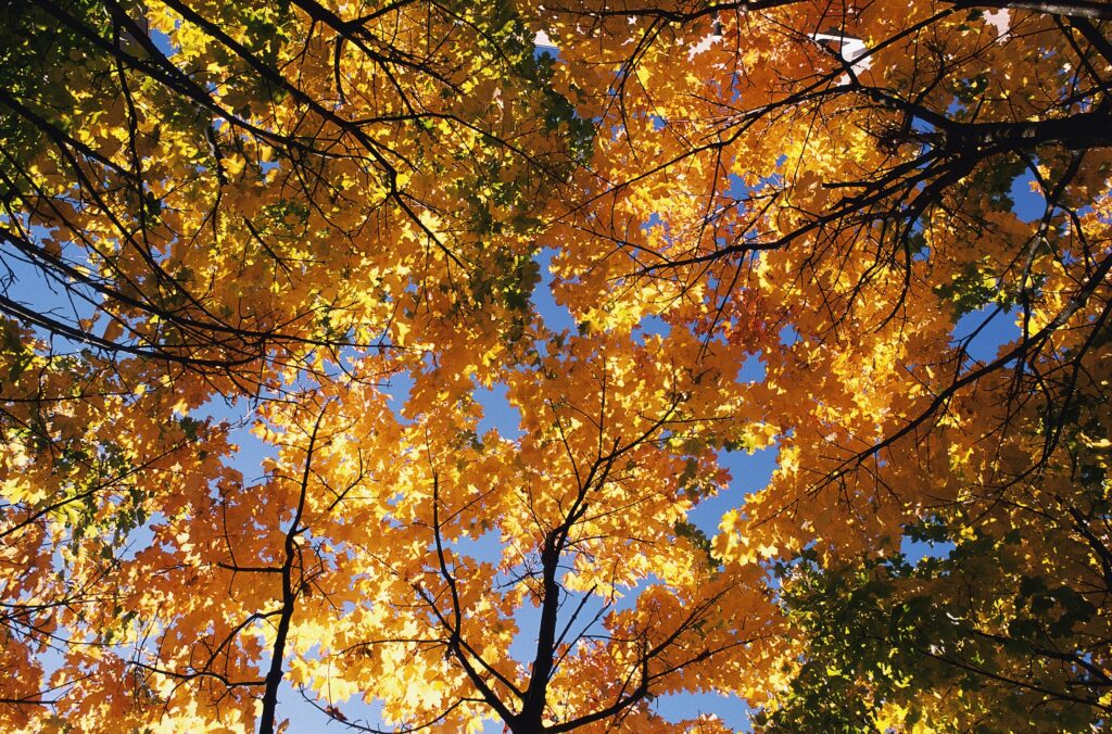 Autumn tree tops with golden leaves against clear blue sky vibrant fall season wallpaper background