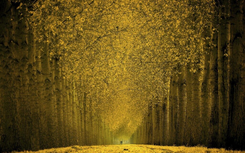 Golden autumn trees form a peaceful tunnel in a park with warm yellow leaves and symmetrical rows Wallpaper