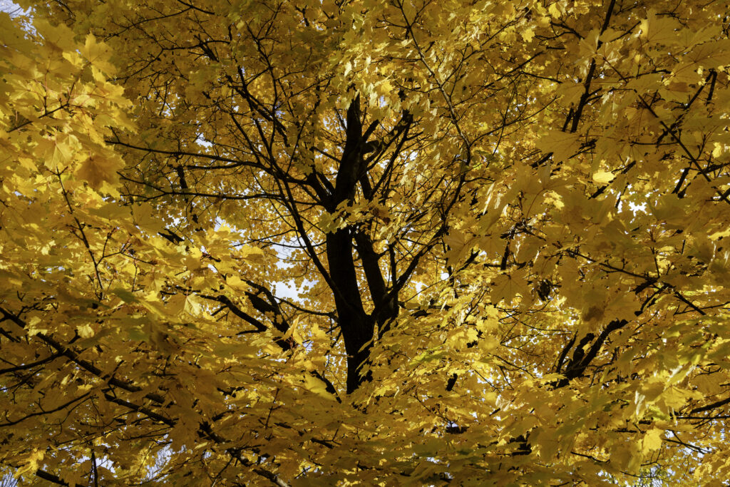 Vibrant autumn tree with bright yellow leaves and warm golden sunlight filtering through foliage Wallpaper