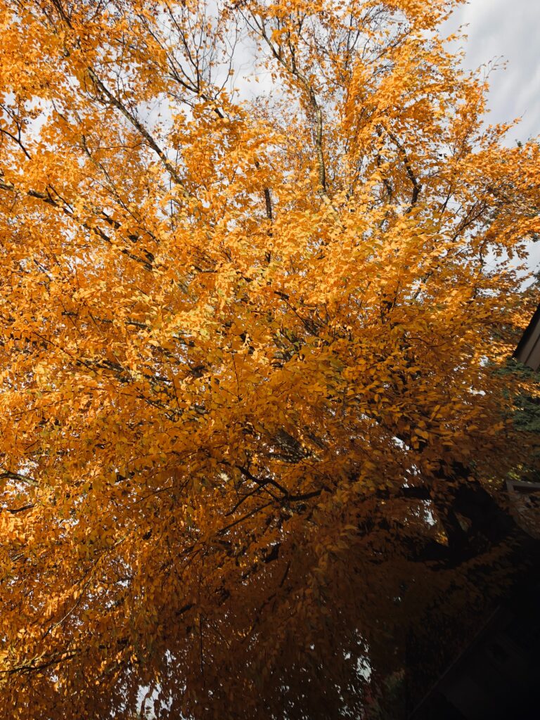 Tall autumn tree with golden yellow leaves against a soft sky autumn wallpaper background