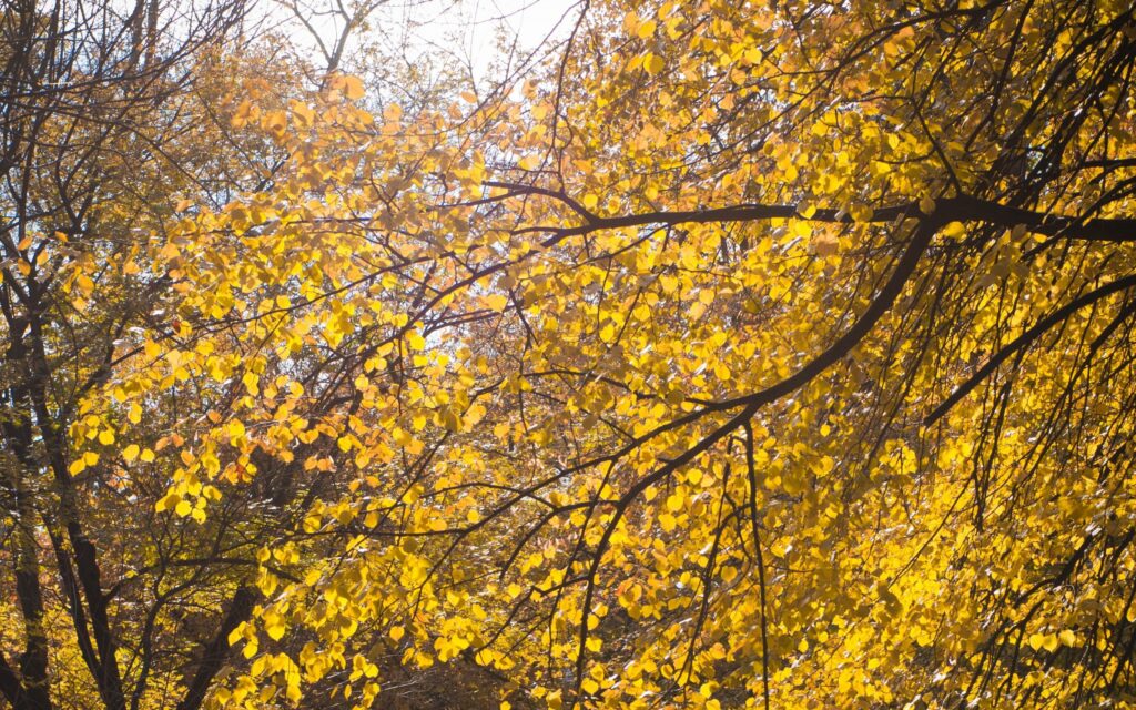 Autumn tree with vibrant yellow leaves and detailed twigs illuminated by warm sunlight wallpaper
