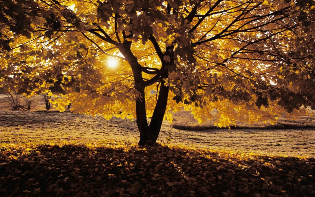 Autumn tree in golden sunlight with vibrant orange and yellow leaves casting shadows on ground Wallpaper