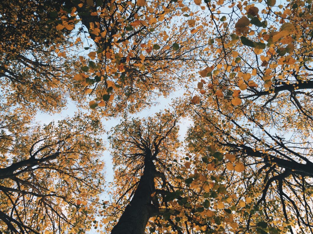 Upward view of tall trees with golden autumn leaves against a clear blue sky wallpaper background
