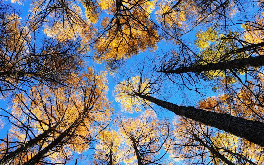 View from below tall autumn trees with golden leaves against vivid blue sky wallpaper background