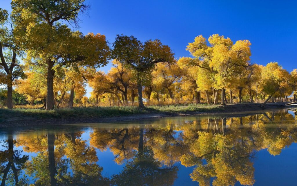 Golden autumn trees with vibrant yellow leaves reflected on calm lake under clear blue sky wallpaper