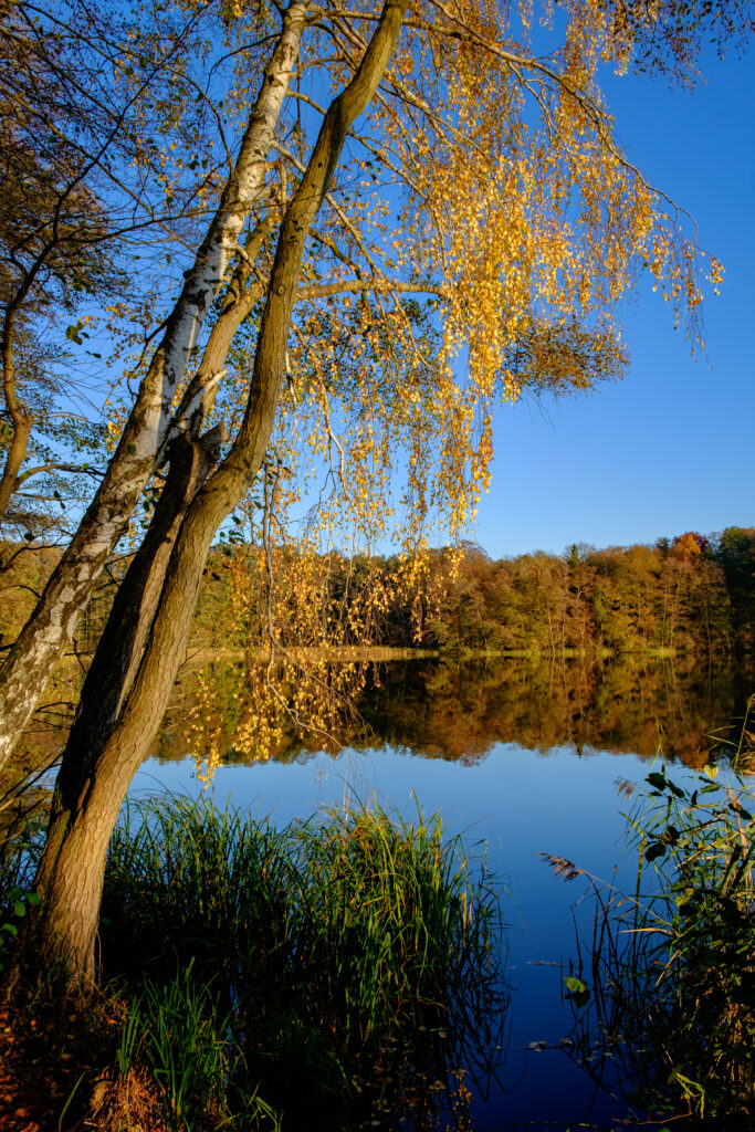 Vibrant autumn landscape with golden trees and clear lake reflections under blue sky wallpaper