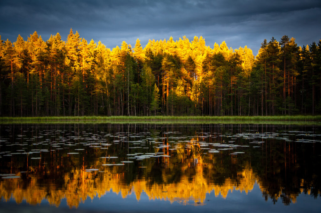 Golden autumn trees with vibrant foliage reflect on a calm lake shore in a serene landscape Wallpaper